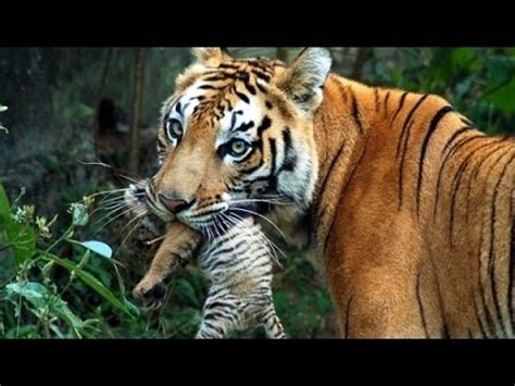 Ugrachanda and the Tiger: Une Découverte Audacieuse de la Nature Sauvage et de la Compassion Humaine !